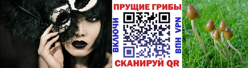 Галлюциногенные грибы Cubensis  хочу наркоту  Беслан 